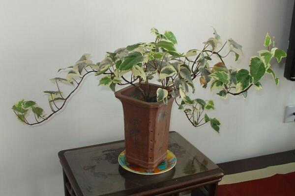 常青藤可以天天噴水嗎，只有夏季才可以天天噴水