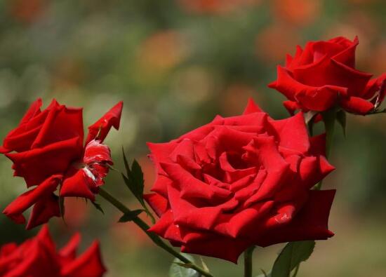 月季花怎么養(yǎng)，月季花的養(yǎng)殖方法