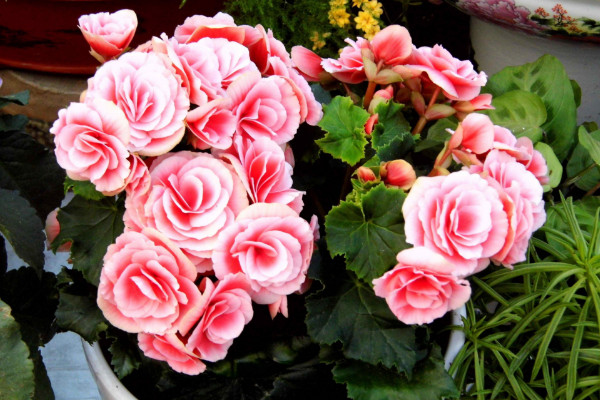 花盆不透氣能養(yǎng)花嗎