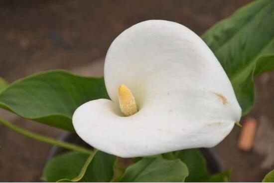 馬蹄蓮葉子發(fā)黃怎么辦，五個(gè)步驟讓它重新恢復(fù)生機(jī)