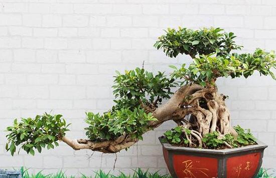 榕樹盆景冬天怎么養(yǎng)，盆景榕樹冬季注意事項(xiàng)