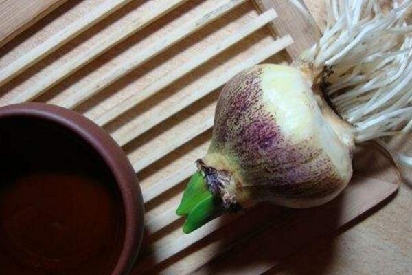 風(fēng)信子爛根怎么辦，4種原因以及解決方法