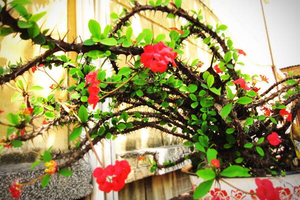 虎刺梅的養(yǎng)殖方法和注意事項(xiàng)，讓虎刺梅爆盆的關(guān)鍵