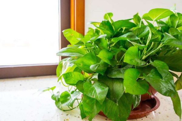 綠蘿葉子蔫了怎么辦，調(diào)節(jié)光照/殺蟲通風(fēng)