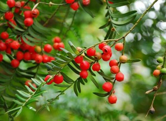 紅豆杉的養(yǎng)殖方法和注意事項，七大基本方法養(yǎng)殖郁郁蔥蔥