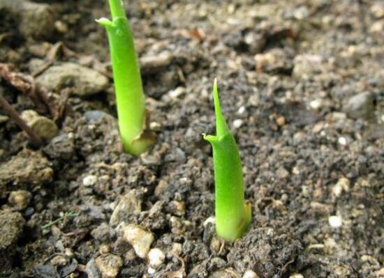 馬蹄蓮怎么繁殖，馬蹄蓮的繁殖方法
