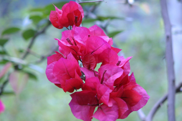 栽三角梅用什么土，田園土/泥炭土/腐葉土等