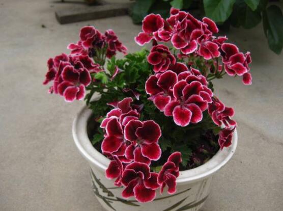 天竺葵的功效與作用，盤點(diǎn)天竺葵七大功效與作用