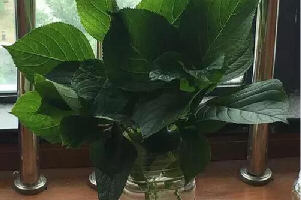 繡球花怎么種，扦插繁殖最為簡單