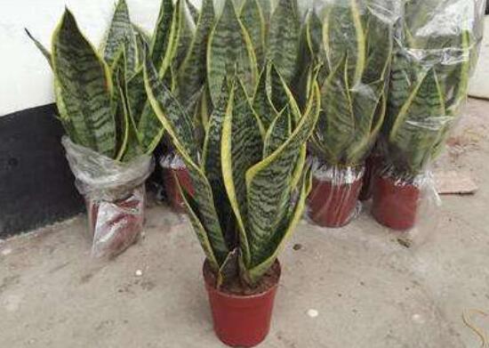 虎皮蘭葉子干癟發(fā)軟怎么辦，兩招幫你搞定疑難雜癥