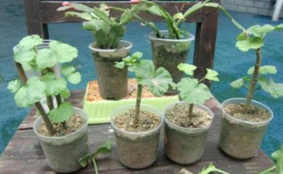 天竺葵快速生根法，教你最快生根六點步驟(15天生根)