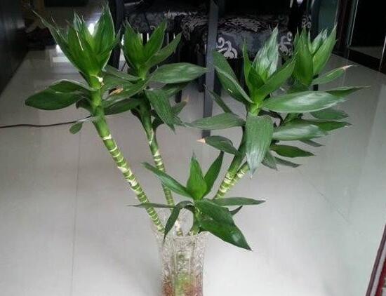 富貴竹有什么好處，富貴竹的功效與作用