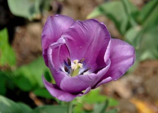 郁金香的花語(yǔ)是什么，郁金香享譽(yù)世界花后