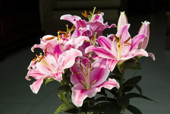 香水百合的花語(yǔ)，代表著純潔而又偉大的愛