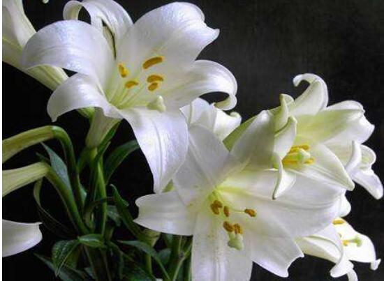 百合花怎么繁殖，百合花的繁殖方法