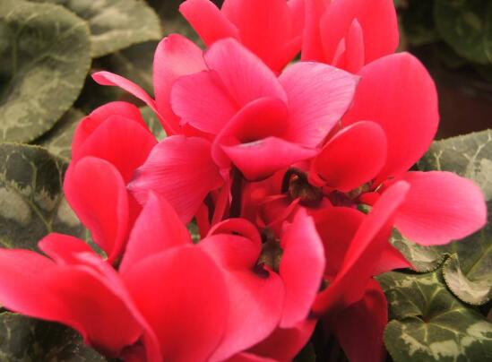 仙客來(lái)的作用有哪些，能夠起到一定的觀賞作用