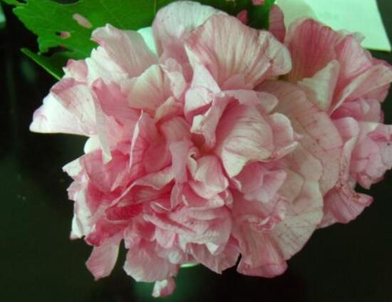 芙蓉花的功效與作用，凈化空氣、固土護(hù)坡、調(diào)經(jīng)止血