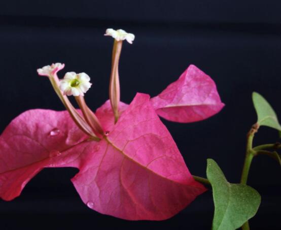 三角梅如何控水，做到不干不澆、澆則澆透原則