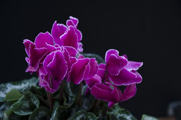 仙客來(lái)開(kāi)花后怎么處理，仙客來(lái)花后養(yǎng)護(hù)方法