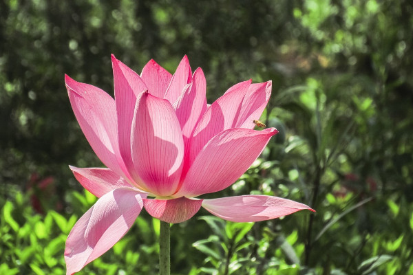 荷花的栽培方法，種子繁殖和分藕繁殖兩種方法