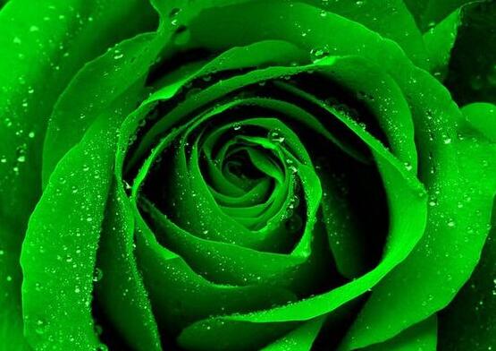 玫瑰花品種大全，細(xì)數(shù)玫瑰花八大品種