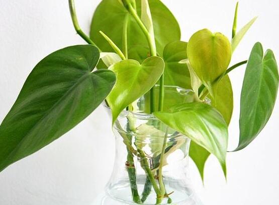 怎樣種植綠蘿，老農(nóng)總結(jié)最簡(jiǎn)單兩種種植方法(水培與土培)