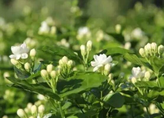 茉莉花的養(yǎng)殖方法，老總總結(jié)七大基本養(yǎng)殖方法