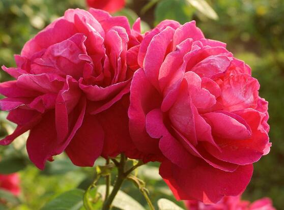 玫瑰花有毒嗎，玫瑰花可以在室內(nèi)養(yǎng)嗎