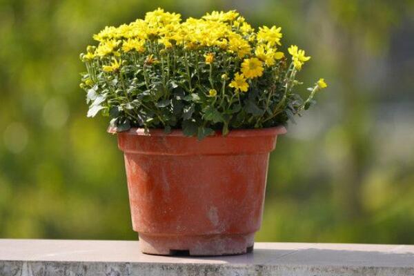 菊花苗的種植方法，建議在清明前后進(jìn)行種植