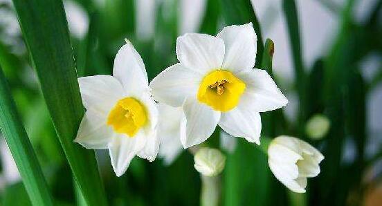 水仙葉子發(fā)黃怎么辦，四種原因以及解決辦法