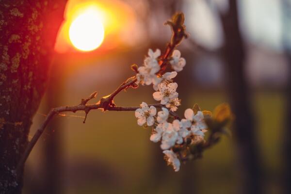 櫻花的繁殖方法，櫻花繁殖以扦插、播種以及嫁接為主