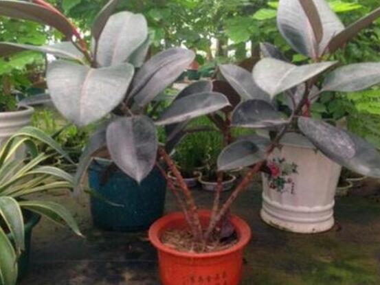 橡皮樹葉子打卷怎么辦，保持光照充足、溫度合理、忌積水