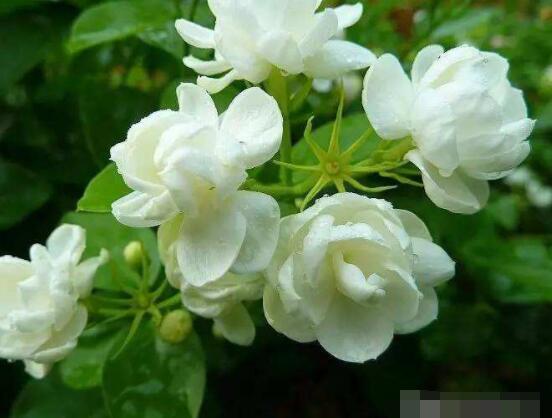 茉莉花掉葉子怎么辦，四種原因以及解決辦法