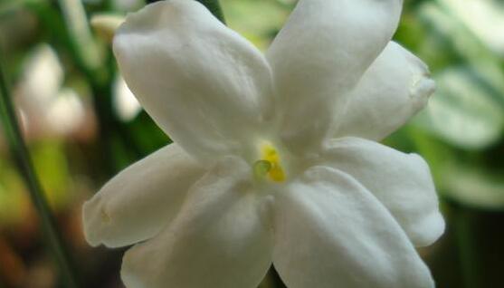 茉莉花怎么養(yǎng)，茉莉花養(yǎng)殖方法