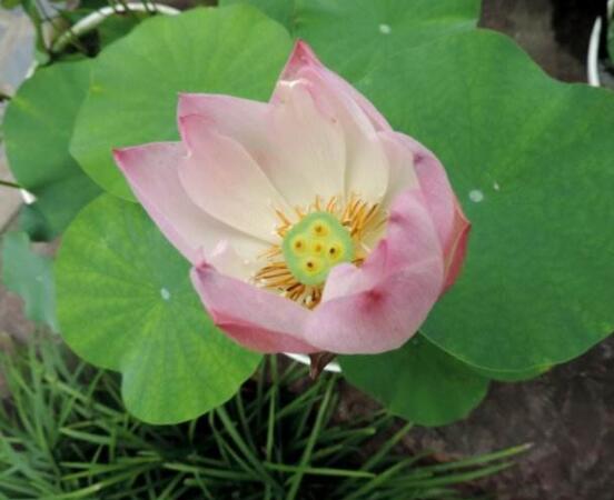 迎賓芙蓉怎么繁殖，盤點最實用的四大繁殖方法