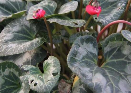 仙客來灰霉病的癥狀，仙客來灰霉病防治方法