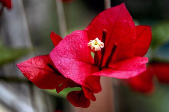 三角梅枝繁葉茂不開花怎么辦，做好四點(diǎn)快速花開爆盆