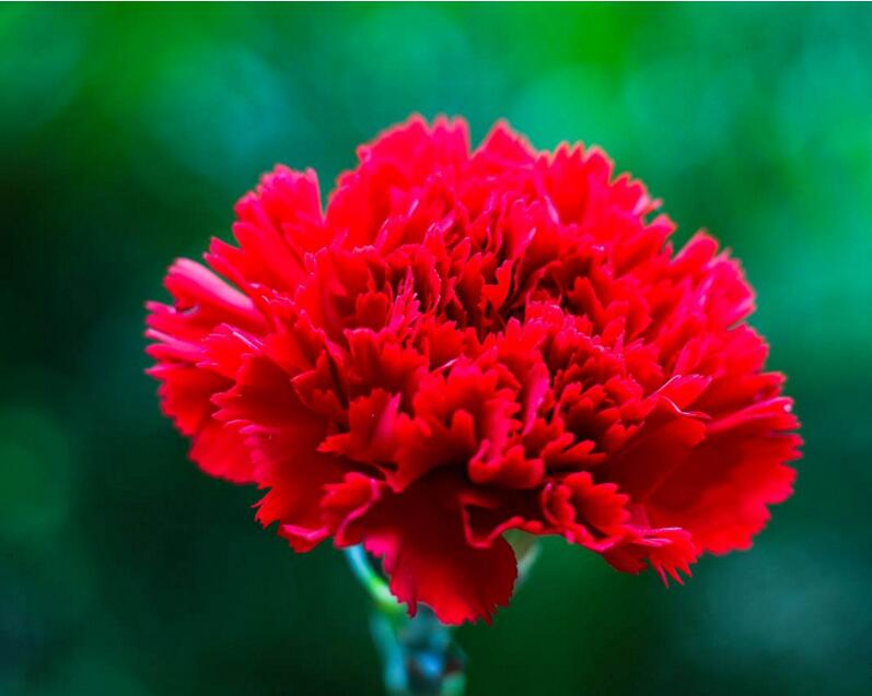 康乃馨盆栽怎么養(yǎng)才長(zhǎng)得好，5種方法讓你盆栽亭亭如蓋