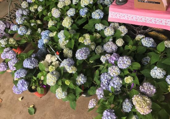 繡球花為什么蔫了，繡球花蔫了怎么辦