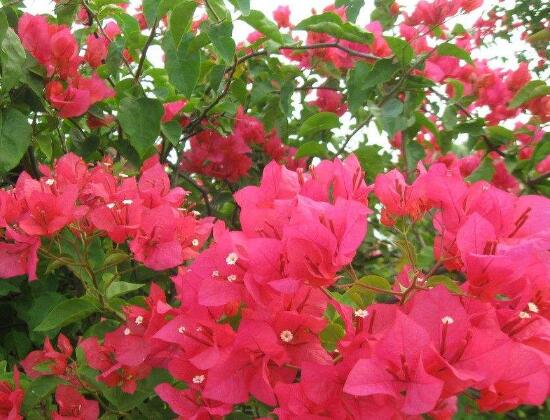 三角梅是哪個市的市花，三角梅花語是什么