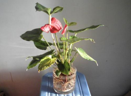 水培萬(wàn)年青的養(yǎng)殖方法和注意事項(xiàng)，學(xué)會(huì)以下三個(gè)步驟即可