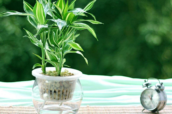 水養(yǎng)富貴竹怎么養(yǎng)才能更旺盛，選用礦物質水養(yǎng)殖