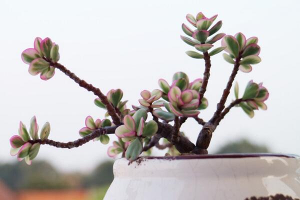 雅樂之舞如何保持粉色，保證光照并及時(shí)補(bǔ)肥