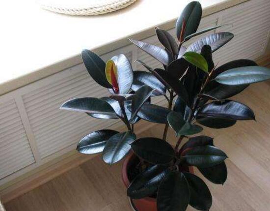 橡皮樹多久澆次水，橡皮樹怎么澆水