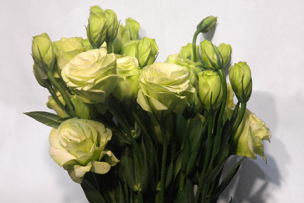 洋桔?；ǖ幕ㄕZ和傳說，永恒的愛/無望的愛/自信堅強