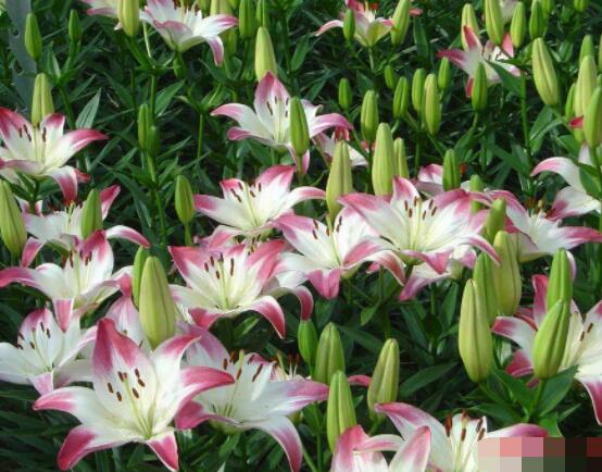 香水百合種植技術，土壤種球消毒/種入土深8-10厘米