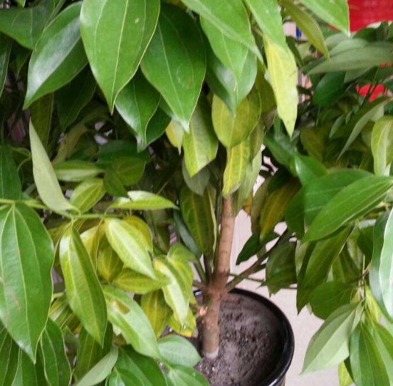 如何給平安樹松土，以樹干為中心、沿周圍輕鏟