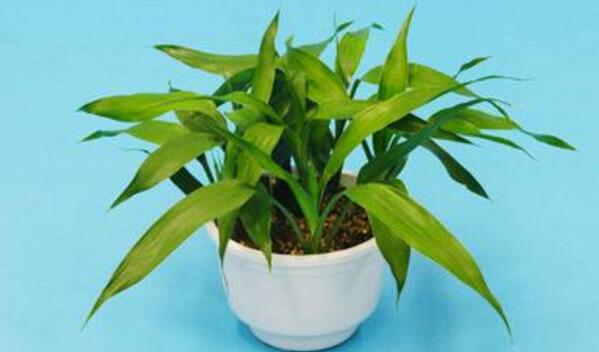 富貴竹冬天怎么養(yǎng)，富貴竹冬天的養(yǎng)殖方法