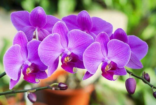 蘭花的種類有哪些，蘭花品種及圖片大全