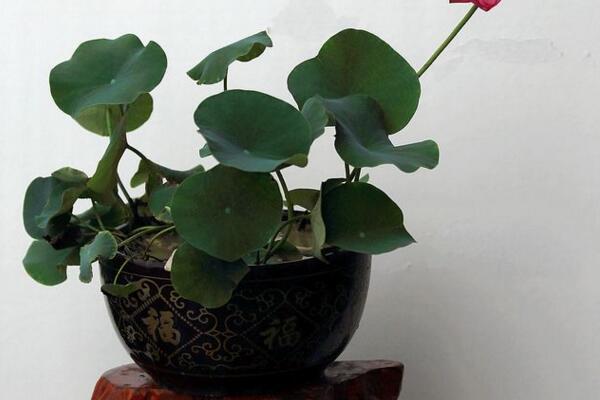 盆栽荷花冬天怎么保存，可通過三種方法進行保存